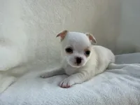 Oliver , a male Chihuahua for sale in Lexington, KY – 1 of 7