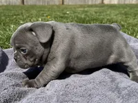 Mario , a male French Bulldog for sale in Lexington, KY – Photo 6 of 6