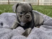 Mario , a male French Bulldog for sale in Lexington, KY – Photo 3 of 6