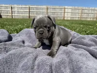 Mario , a male French Bulldog for sale in Lexington, KY – Photo 5 of 6