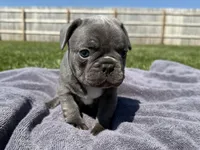Mario , a male French Bulldog for sale in Lexington, KY – Photo 4 of 6