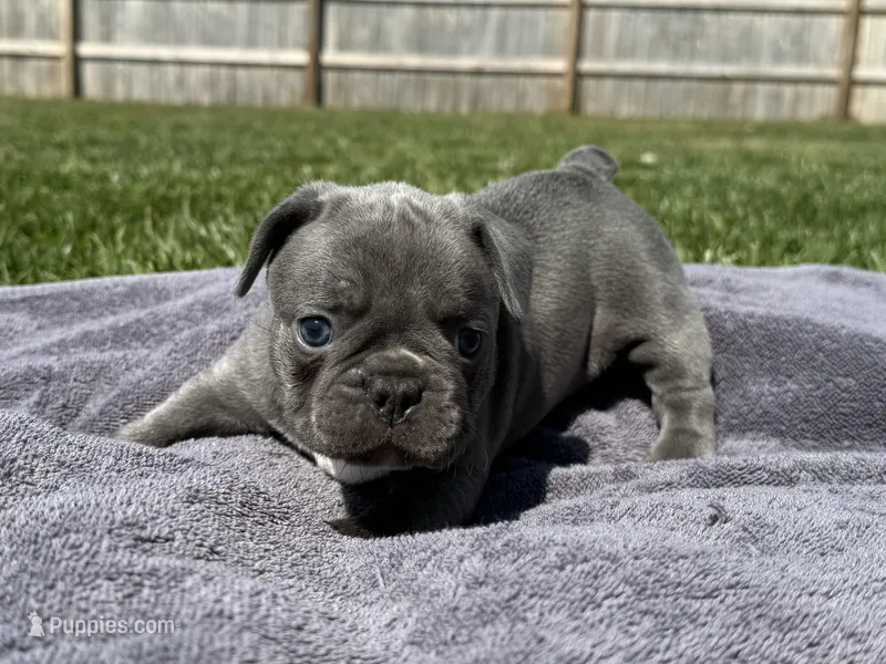 Mario  – French Bulldog puppy for sale in Lexington, KY