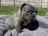 Mario , a male French Bulldog for sale in Lexington, KY – Photo 2 of 6
