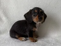 Sandy, a female Dachshund and Miniature Dachshund for sale in Lexington, KY – 5 of 5