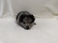 Dolby , a male Pomeranian and Alaskan Klee Kai for sale in Lexington, KY – Photo 3 of 5