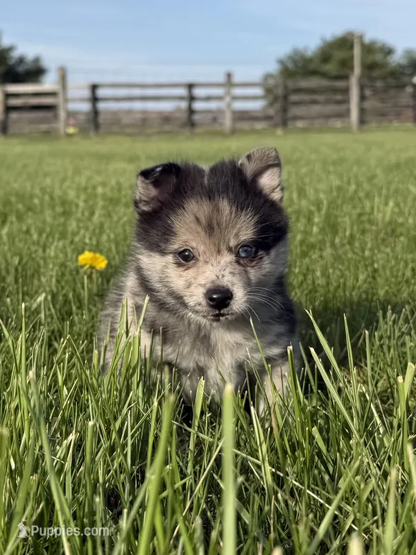 Dolby  – Pomeranian, Alaskan Klee Kai puppy for sale in Lexington, KY