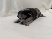 Dolby , a male Pomeranian and Alaskan Klee Kai for sale in Lexington, KY – Photo 5 of 5