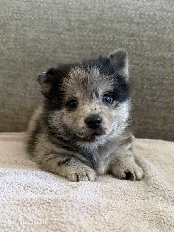 Dolby  – Pomeranian, Alaskan Klee Kai puppy for sale in Lexington, KY