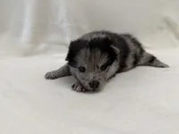 Dolby , a male Pomeranian and Alaskan Klee Kai for sale in Lexington, KY – Photo 1 of 5