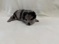 Dolby , a male Pomeranian and Alaskan Klee Kai for sale in Lexington, KY – Photo 2 of 5