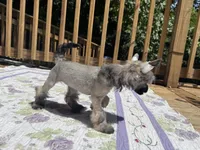 Daphne, a female Chinese Crested for sale in Lexington, KY – 4 of 10