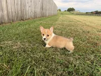 Irene , a female Pembroke Welsh Corgi for sale in Lexington, KY – 4 of 6