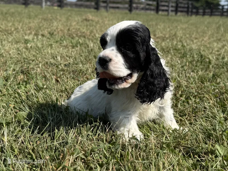 Jack – Cocker Spaniel puppy for sale in Lexington, KY