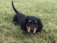 Molly-AKc , a female Dachshund and Miniature Dachshund for sale in Lexington, KY – 4 of 5