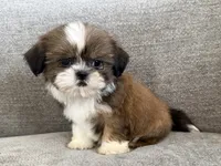 Presley, a female Shih Tzu for sale in Lexington, KY – 3 of 6