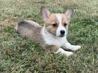 Ingrid , a female Pembroke Welsh Corgi for sale in Lexington, KY – 3 of 5