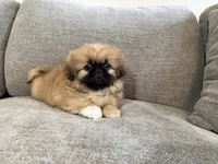 Fergus, a male Pekingese for sale in Lexington, KY – 5 of 7