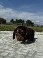Tillie , a female Dachshund and Miniature Dachshund for sale in Lexington, KY – 6 of 9
