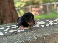 Barrel, a male Dachshund and Miniature Dachshund for sale in Lexington, KY – 3 of 4