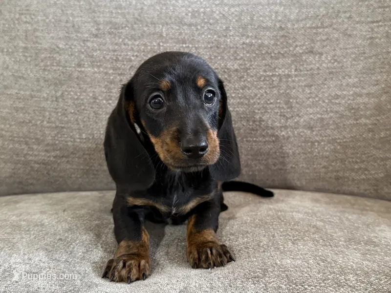 Boss Hoss – Dachshund puppy for sale in Lexington, KY