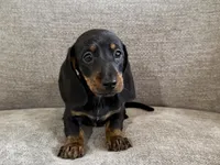 Boss Hoss, a male Dachshund for sale in Lexington, KY – 1 of 5