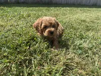 Teddy , a male Cockapoo for sale in Lexington, KY – 3 of 7
