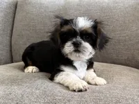 Rex , a male Shih Tzu for sale in Lexington, KY – 3 of 5