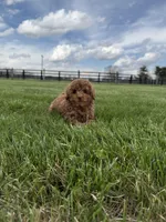 Felix , a male Poodle - Toy  and Poodle - Miniature  for sale in Lexington, KY – Photo 4 of 4