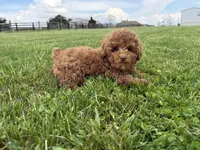 Felix , a male Poodle - Toy  and Poodle - Miniature  for sale in Lexington, KY – Photo 3 of 4
