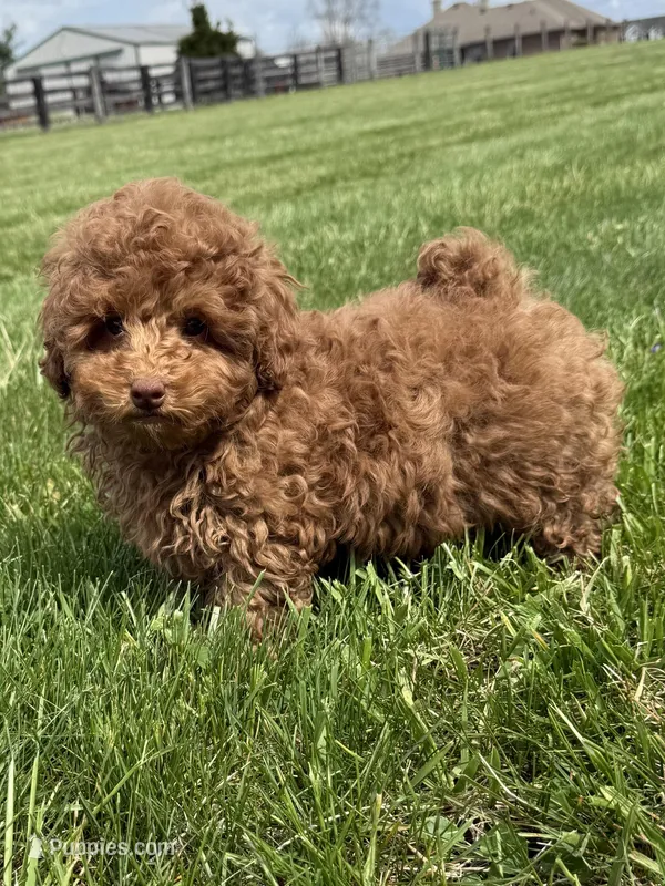 Felix , a male Poodle - Toy  and Poodle - Miniature  for sale in Lexington, KY – Photo 1 of 4