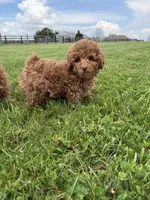 Felix , a male Poodle - Toy  and Poodle - Miniature  for sale in Lexington, KY – Photo 2 of 4