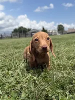Dudley, a male Dachshund and Miniature Dachshund for sale in Lexington, KY – 4 of 6