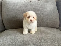 Pinky, a female Poodle - Toy  and Poodle - Miniature  for sale in Lexington, KY – 7 of 7