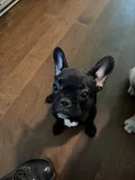 Gorda, a female French Bulldog for sale in Edinburg, TX – 2 of 9