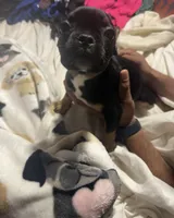 Tiny , a female French Bulldog for sale in Edinburg, TX – 5 of 8