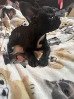 Gorda, a female French Bulldog for sale in Edinburg, TX – 5 of 7