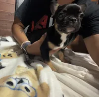 Tiny , a female French Bulldog for sale in Edinburg, TX – 3 of 8