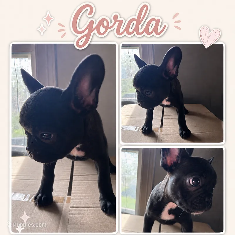 Gorda – French Bulldog puppy for sale in Edinburg, TX