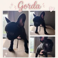Gorda, a female French Bulldog for sale in Edinburg, TX – 1 of 7