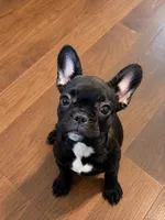 Gorda, a female French Bulldog for sale in Edinburg, TX – 7 of 9