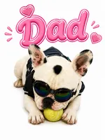 Tiny , a female French Bulldog for sale in Edinburg, TX – 3 of 3