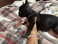 Gorda, a female French Bulldog for sale in Edinburg, TX – 3 of 7