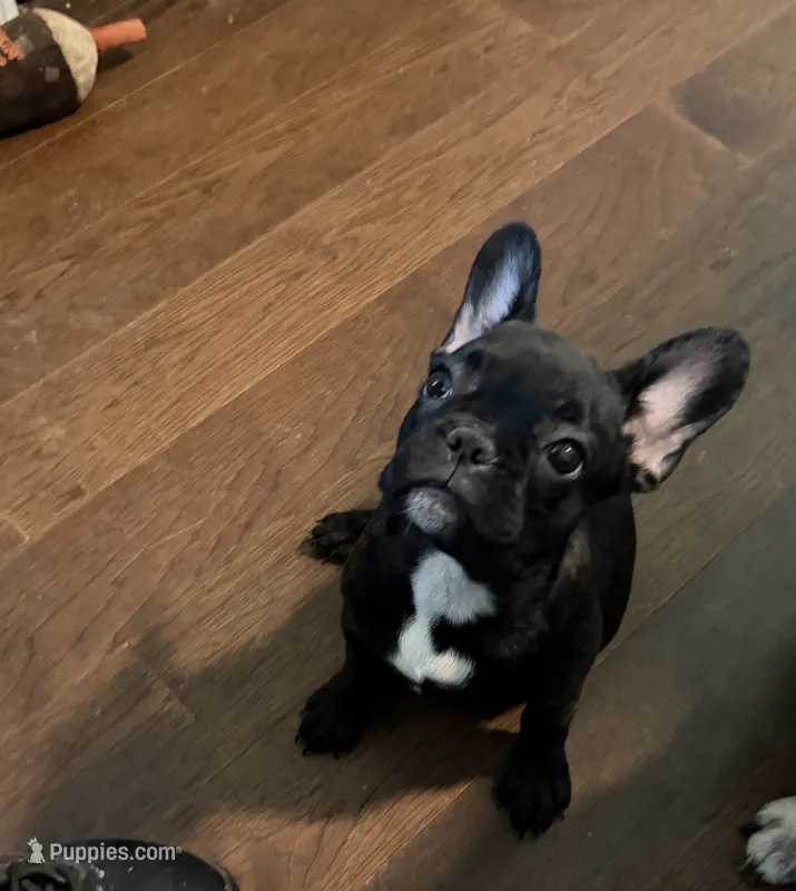 Gorda – French Bulldog puppy for sale in Edinburg, TX