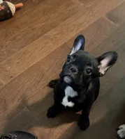 Gorda, a female French Bulldog for sale in Edinburg, TX – 1 of 9
