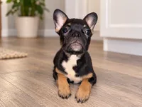 Tiny , a female French Bulldog for sale in Edinburg, TX – 2 of 8
