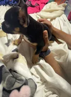 Tiny , a female French Bulldog for sale in Edinburg, TX – 4 of 8