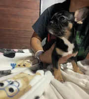 Tiny , a female French Bulldog for sale in Edinburg, TX – 6 of 8