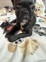 Gorda, a female French Bulldog for sale in Edinburg, TX – 4 of 7
