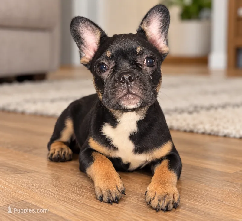 Tiny , a female French Bulldog for sale in Edinburg, TX – 1 of 8