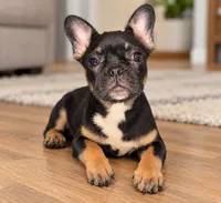 Tiny , a female French Bulldog for sale in Edinburg, TX – 1 of 8